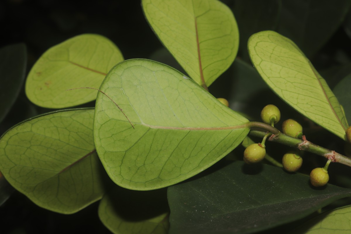 Ficus natalensis subsp. leprieurii (Miq.) C.C.Berg